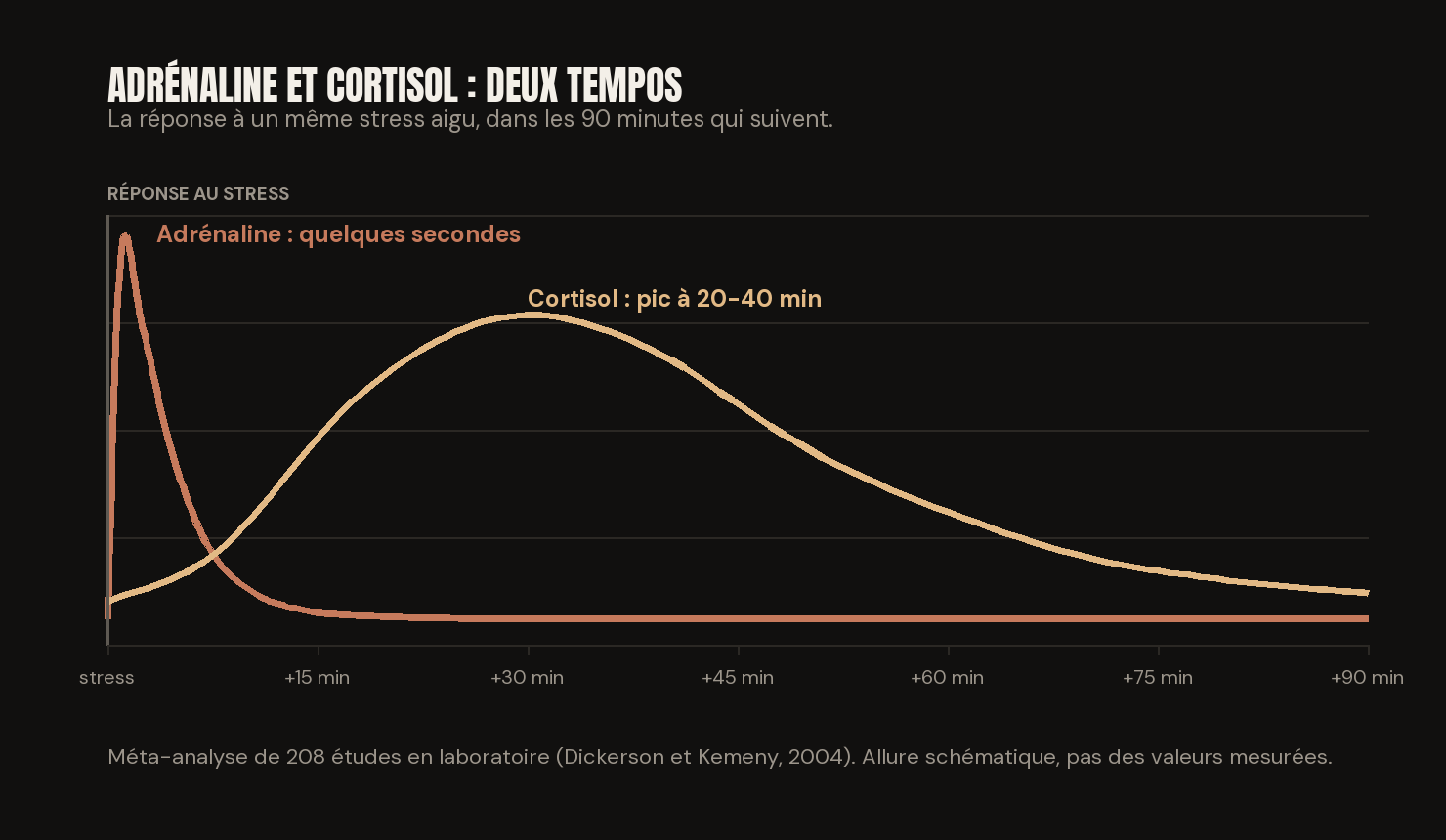 Deux courbes après un stress aigu : l'adrénaline culmine en quelques secondes et retombe vite, le cortisol culmine 20 à 40 minutes plus tard