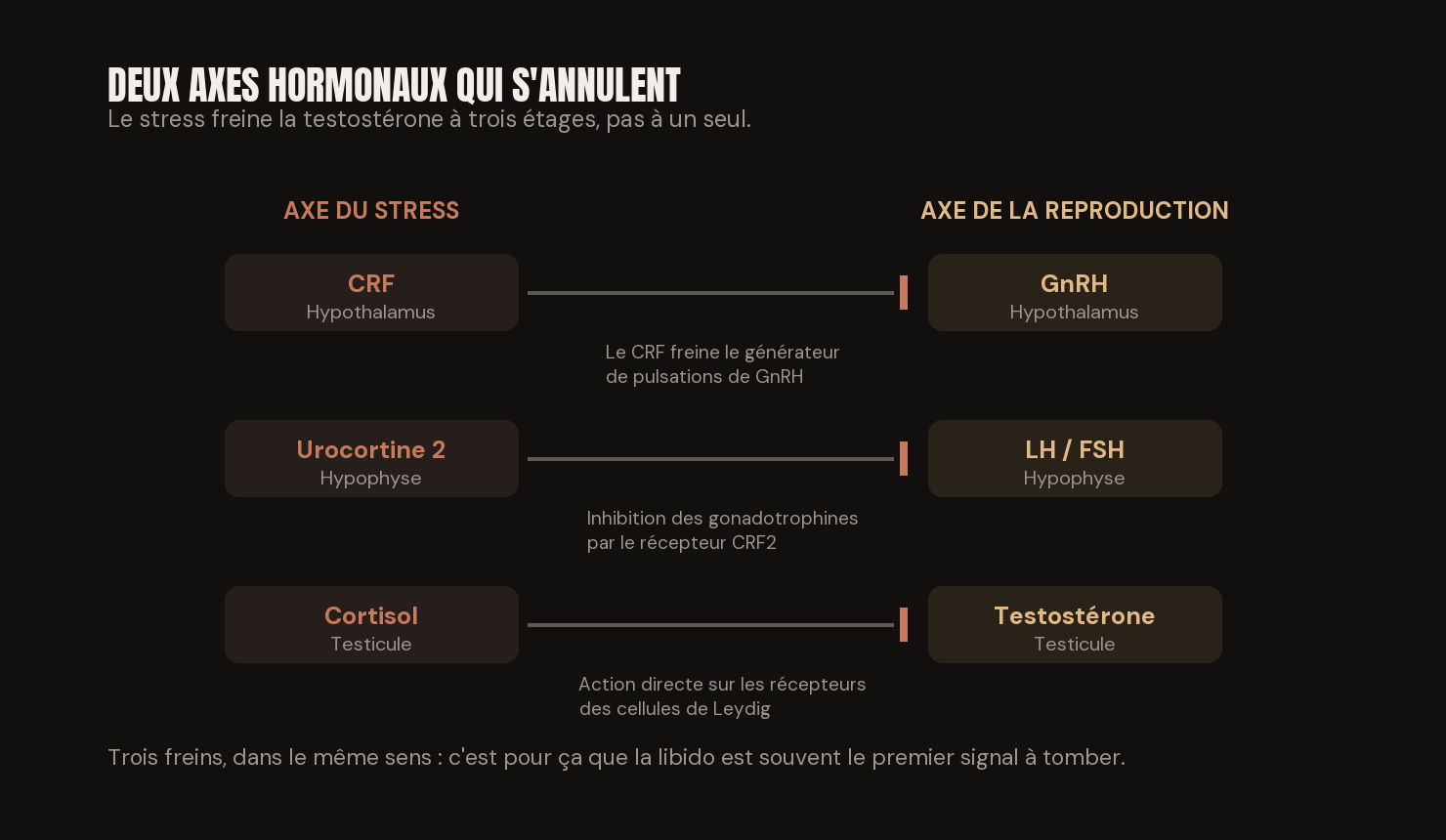 Schéma des trois niveaux où le stress freine la testostérone : l'hypothalamus, l'hypophyse et le testicule